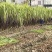 自家种植50余亩黑皮甘蔗量大从优