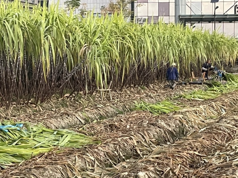 自家种植50余亩黑皮甘蔗量大从优