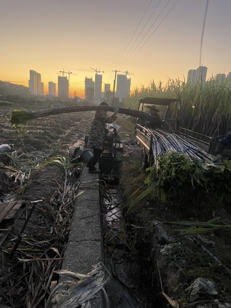 自家种植50余亩黑皮甘蔗量大从优
