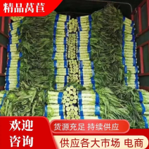 红叶莴笋，莴苣，产地直发，视频看货，量大从优，规格齐全