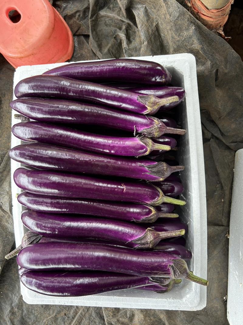 长茄子紫茄大量供应品质保障产地直发可视频看货欢迎采购。