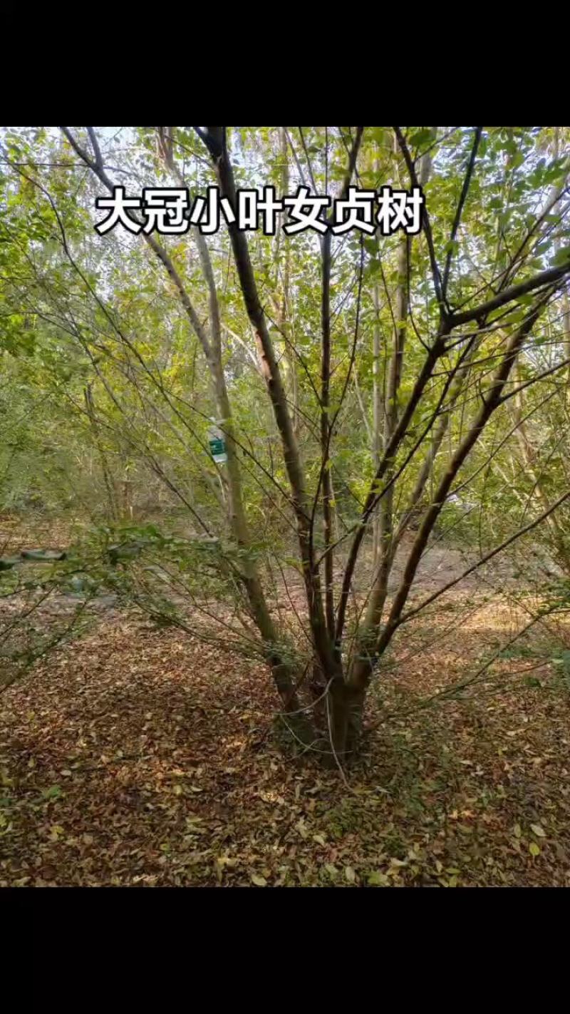 小叶女贞毛桩/亮晶女贞毛桩基地直销
