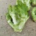 重庆儿菜