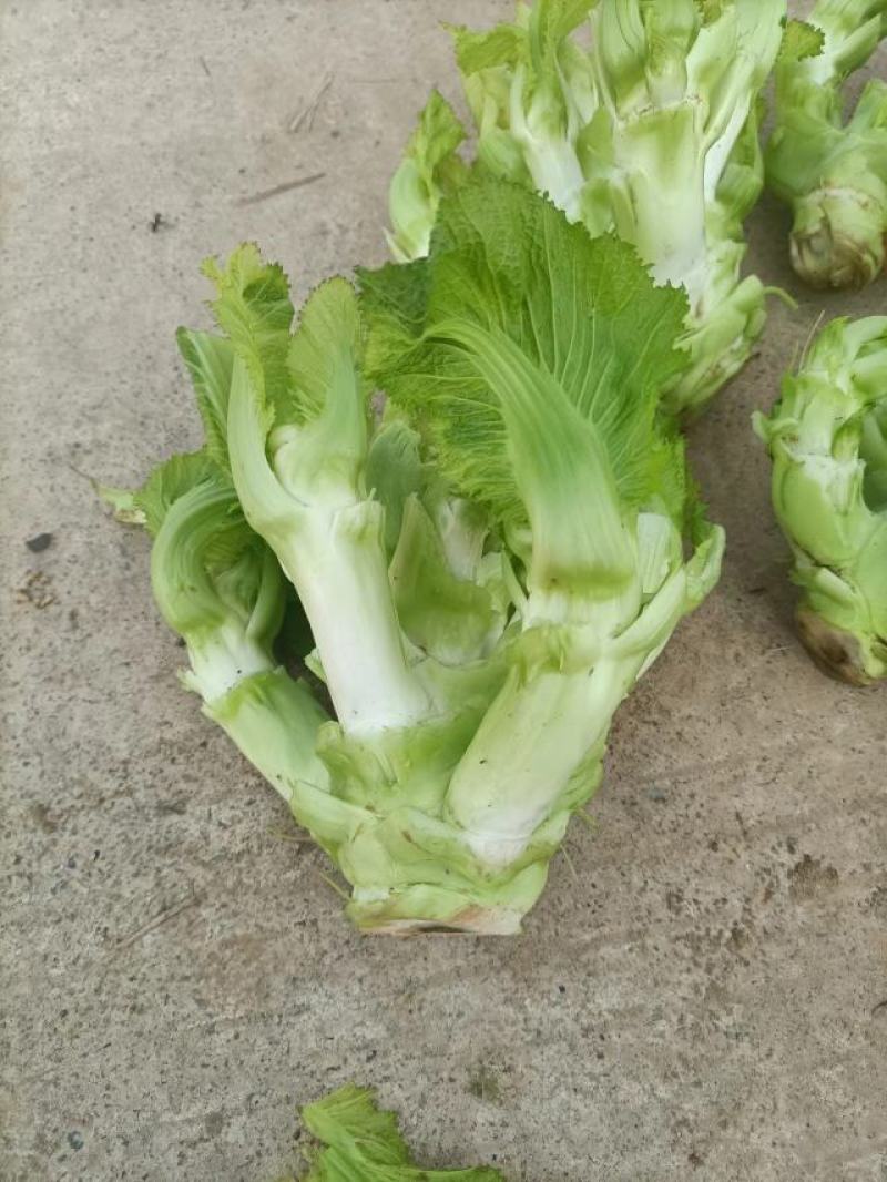 重庆儿菜
