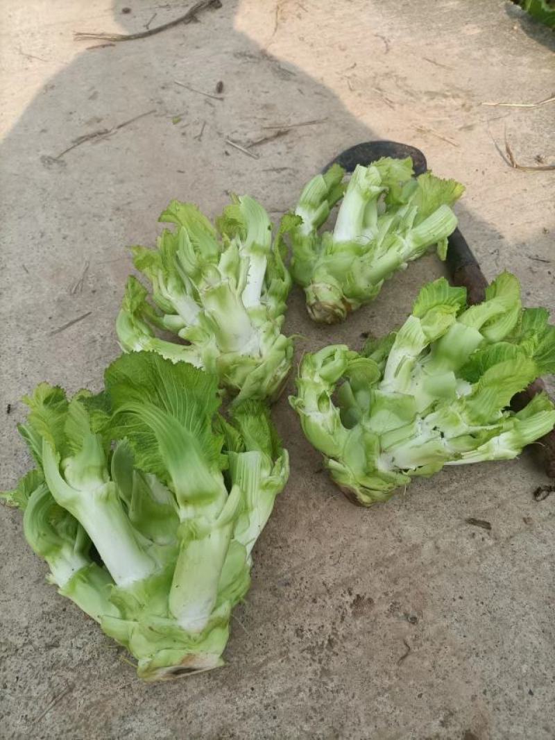 重庆儿菜