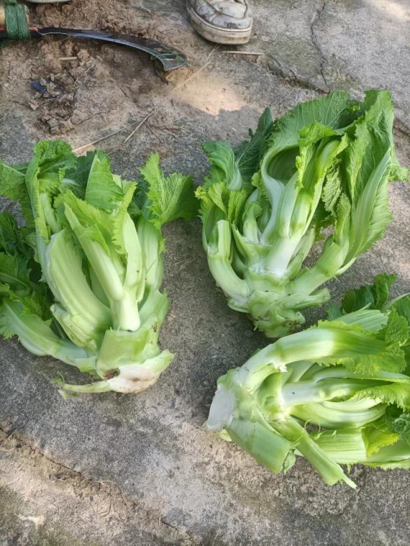 重庆儿菜