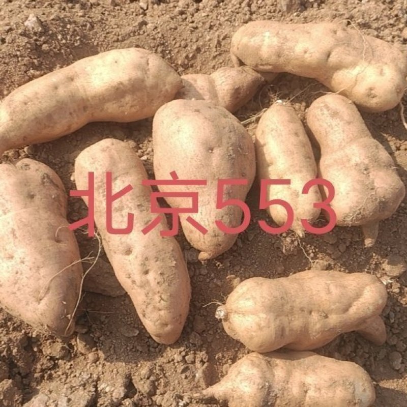 北京553