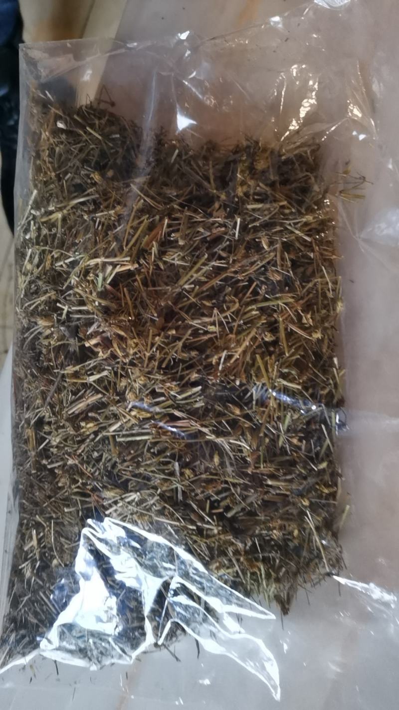 藏茵陈标准茶产地直发质量上乘量大优惠欢迎订购