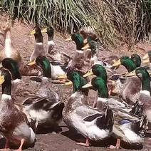 青头鸭，水鸭各种品种的鸭长年供货