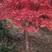 浙江绍兴红枫5-30公分，产地直发，保质保量，欢迎选购