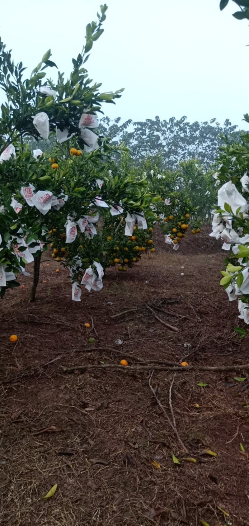 丑橘碰柑纯甜无酸味，味道好极了，有光果和套袋果