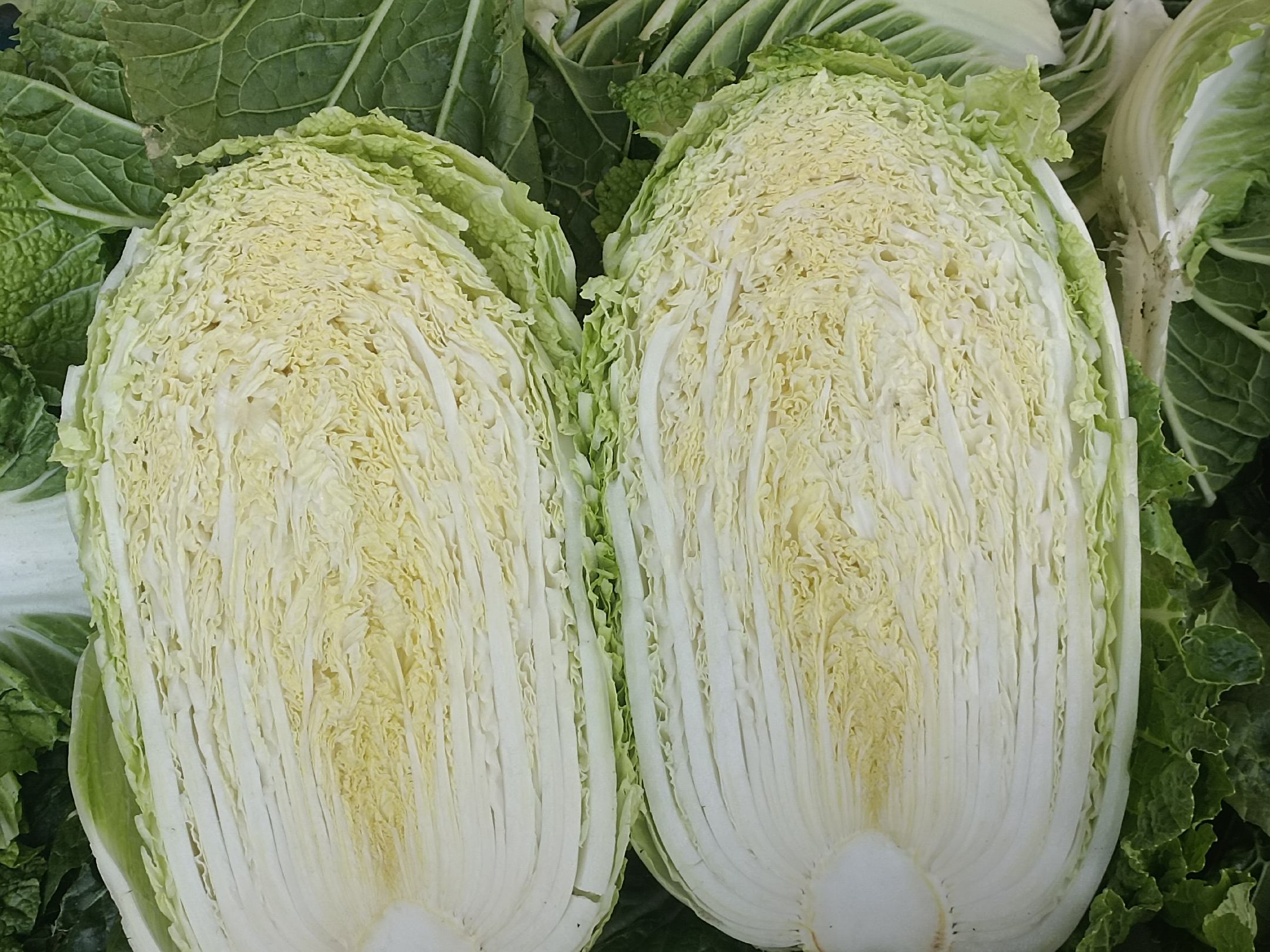 黄心白菜与绿心白菜横切对比特写