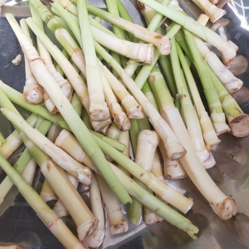 新鲜芦苇笋湖南沅江芦苇笋量大从优现摘现发欢迎联系