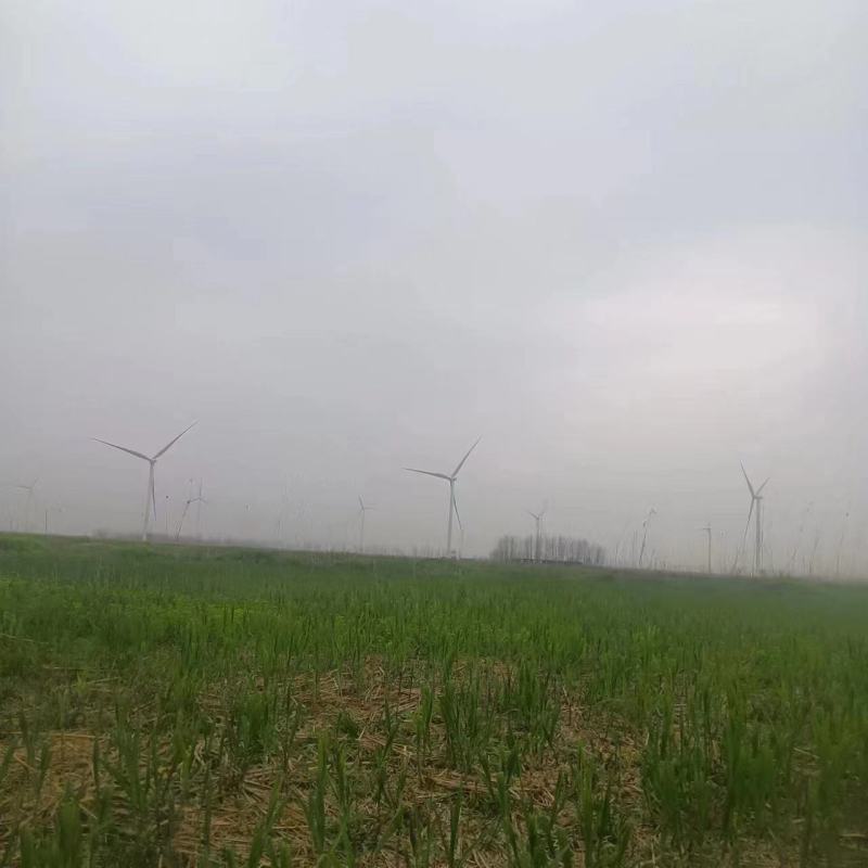 新鲜芦苇笋湖南沅江芦苇笋量大从优现摘现发欢迎联系