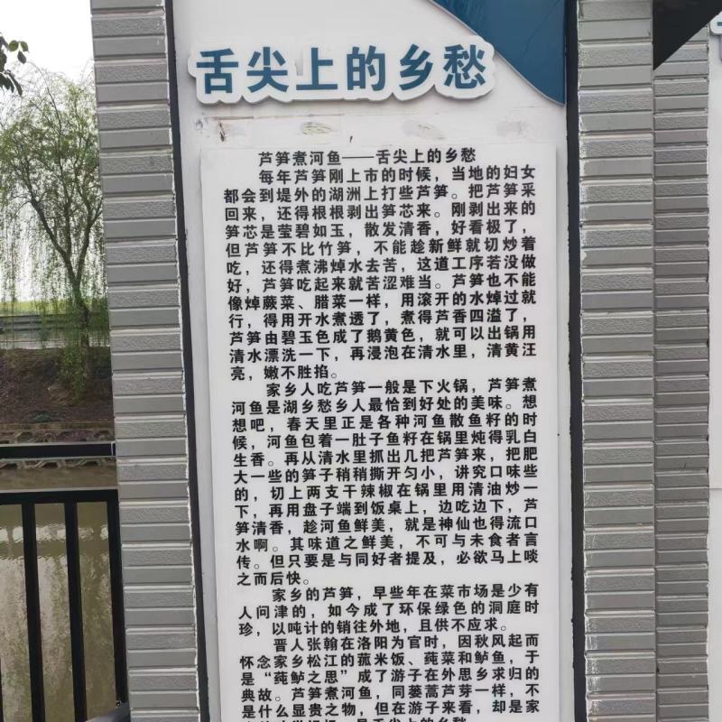 新鲜芦苇笋湖南沅江芦苇笋量大从优现摘现发欢迎联系