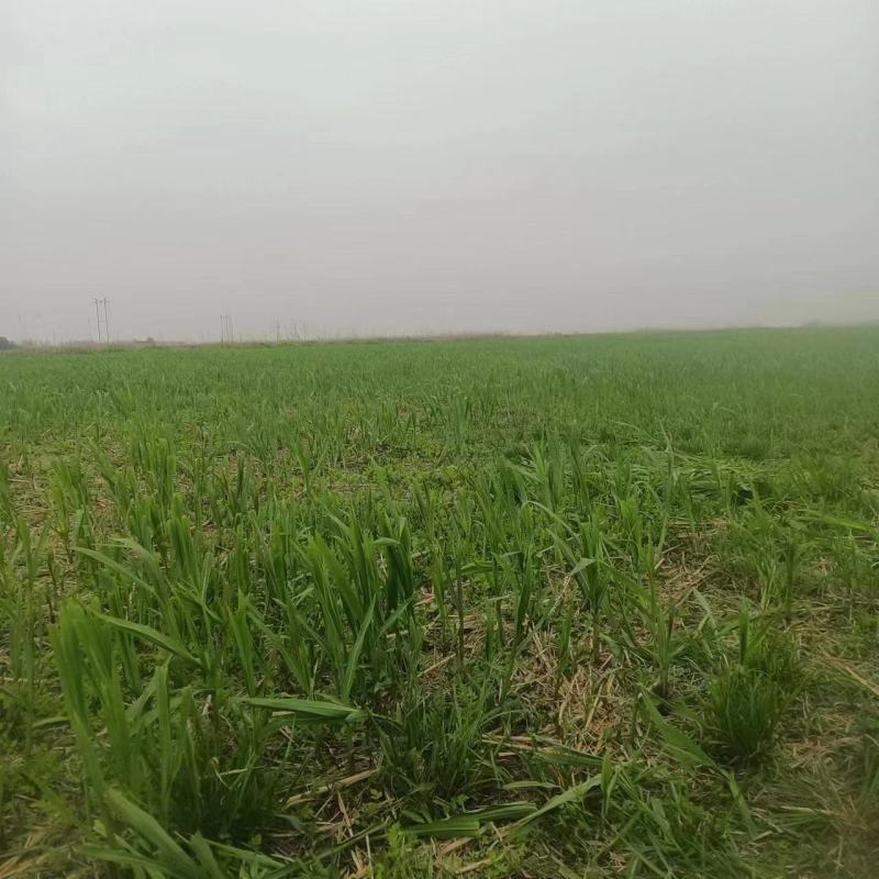 新鲜芦苇笋湖南沅江芦苇笋量大从优现摘现发欢迎联系
