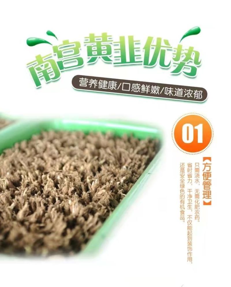 河北省南宫市黄韭盆景南宫特产