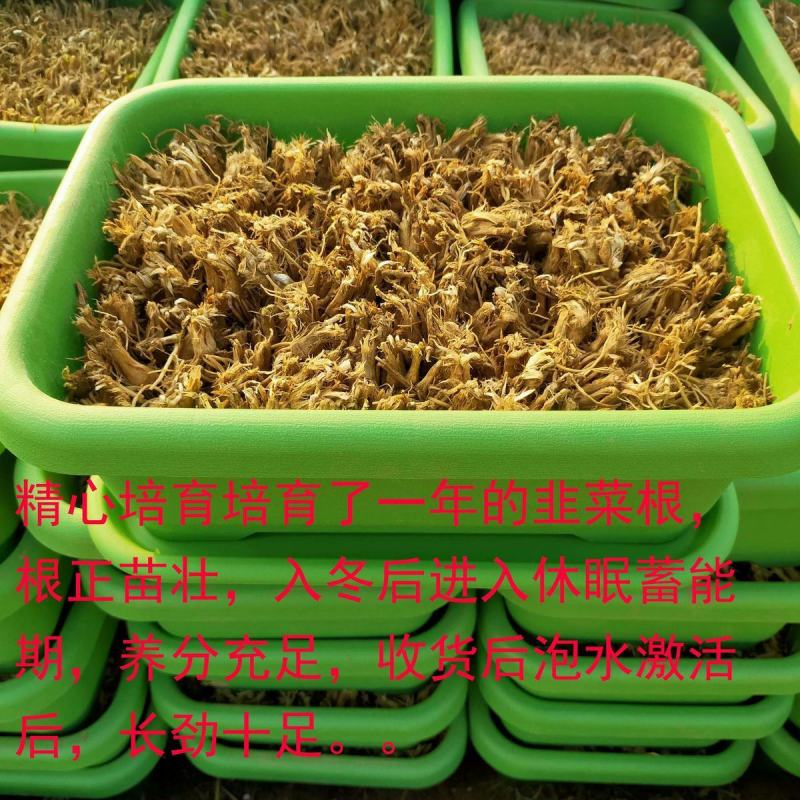 河北省南宫市黄韭盆景南宫特产