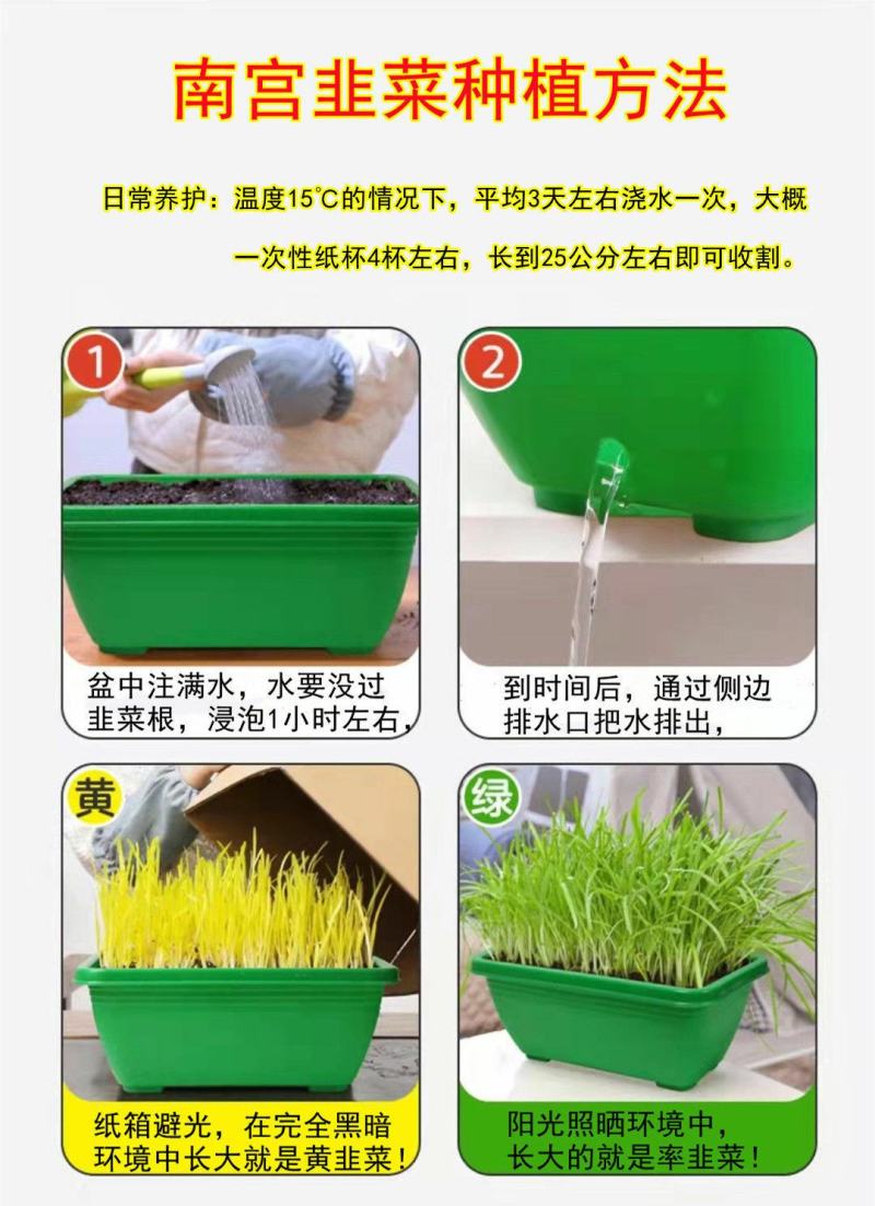 河北省南宫市黄韭盆景南宫特产