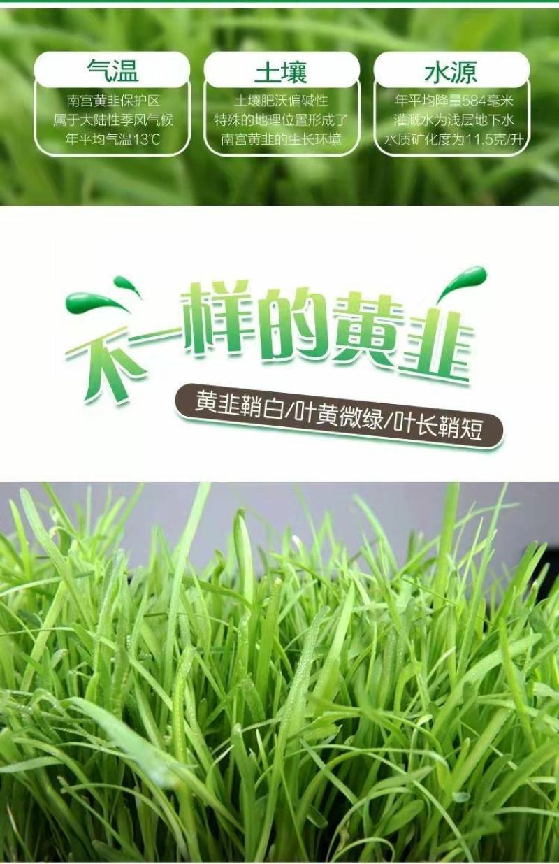 河北省南宫市黄韭盆景南宫特产