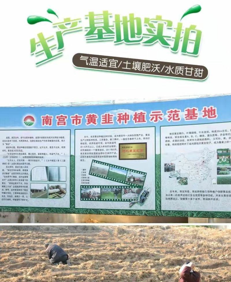 河北省南宫市黄韭盆景南宫特产