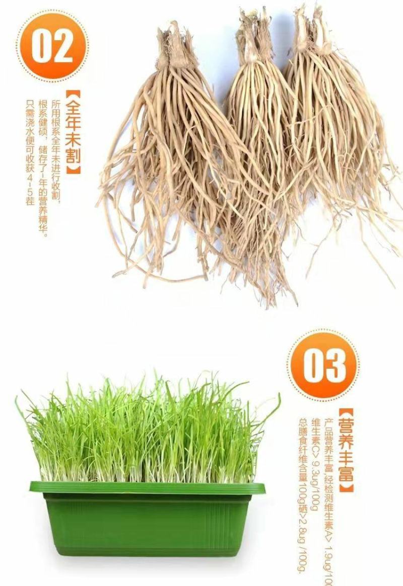 河北省南宫市黄韭盆景南宫特产