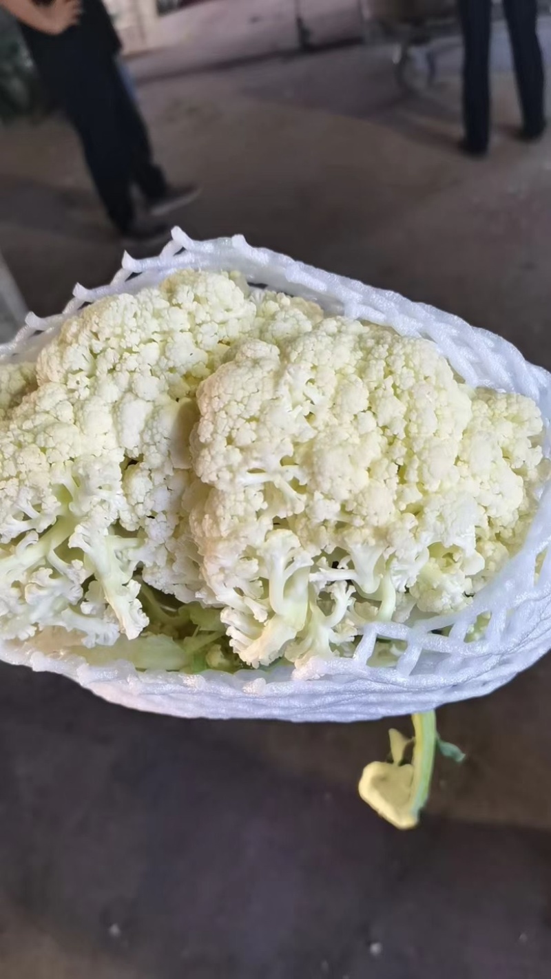 湖北精品散花菜大量供应产地直发现摘现发欢迎咨询