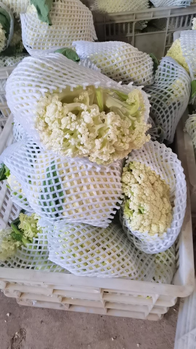 湖北精品散花菜大量供应产地直发现摘现发欢迎咨询