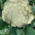 湖北松花菜，白面青梗基地现货，量大，对接商超市场批发