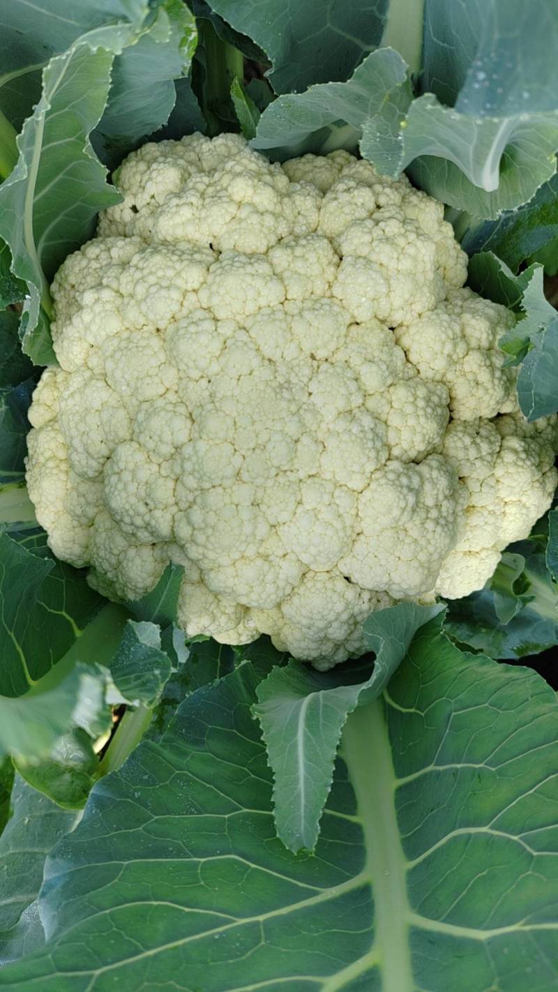 湖北松花菜，白面青梗基地现货，量大，对接商超市场批发