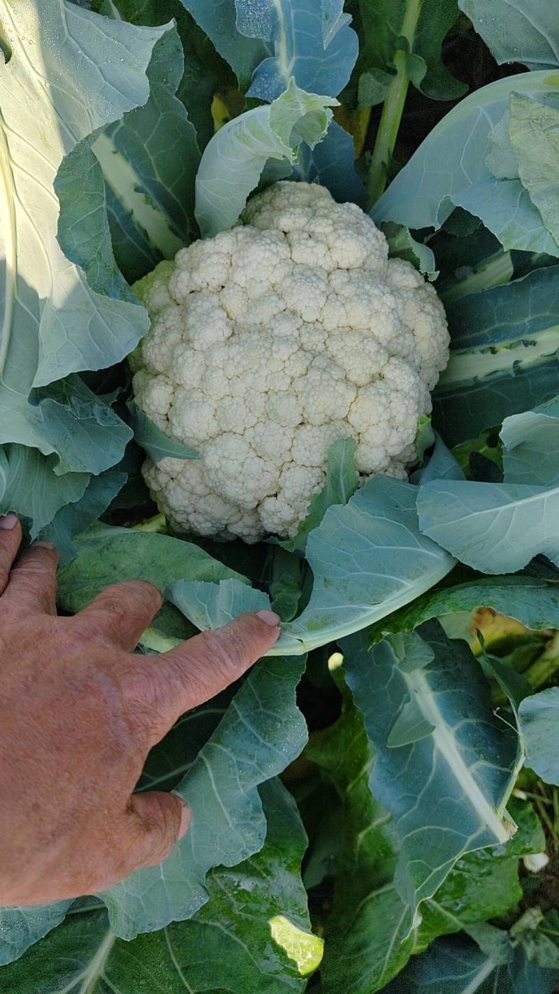 湖北松花菜，白面青梗基地现货，量大，对接商超市场批发