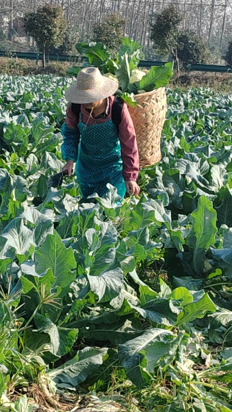 湖北松花菜，白面青梗基地现货，量大，对接商超市场批发