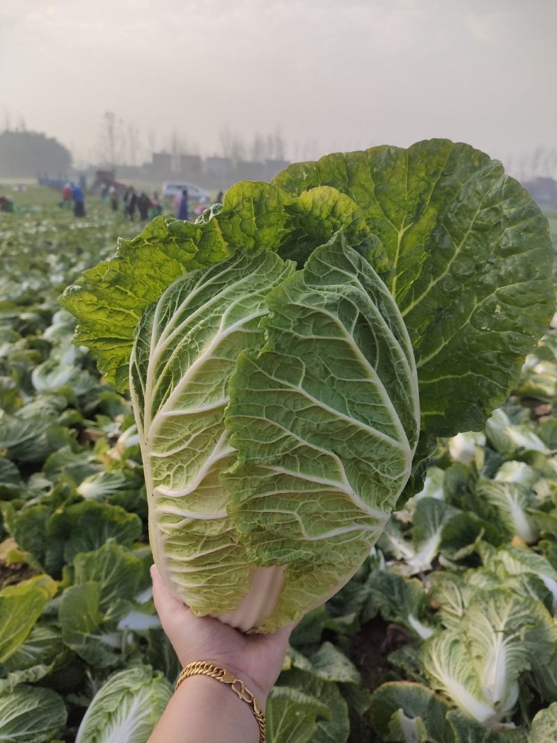 [热卖]湖北天门白菜黄心白菜产地直发专业代办