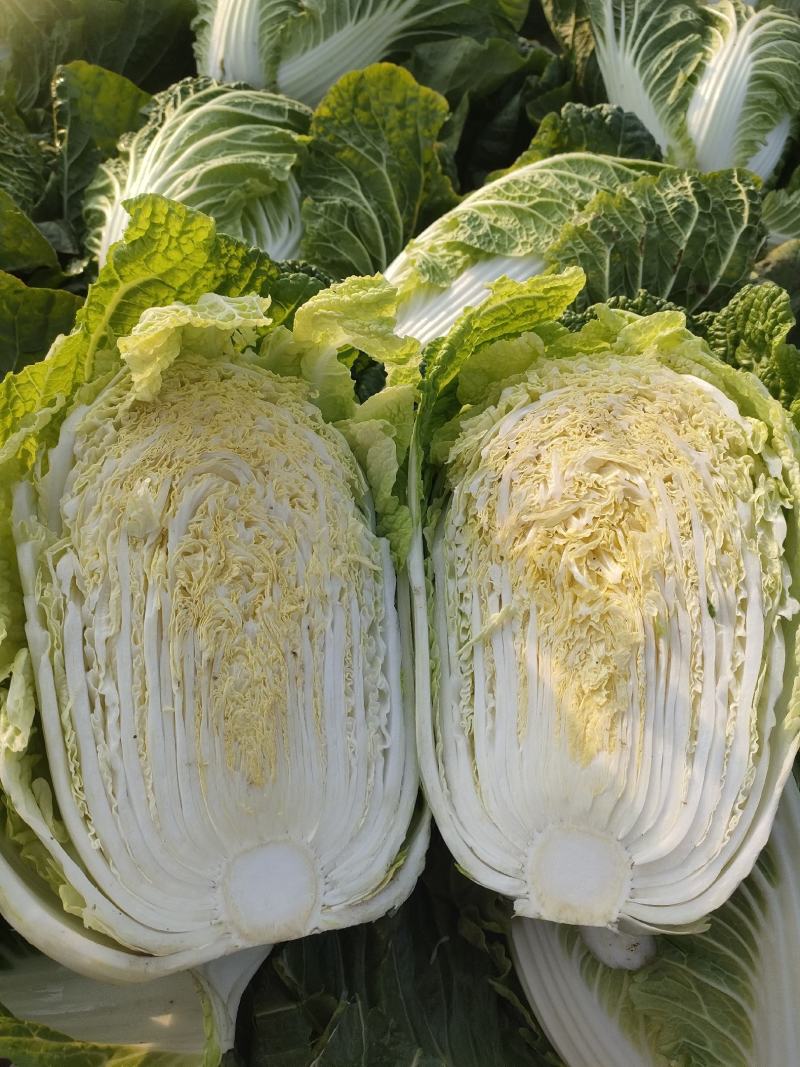 [热卖]湖北天门白菜黄心白菜产地直发专业代办