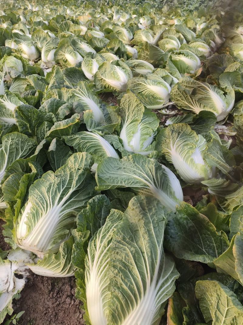 [热卖]湖北天门白菜黄心白菜产地直发专业代办
