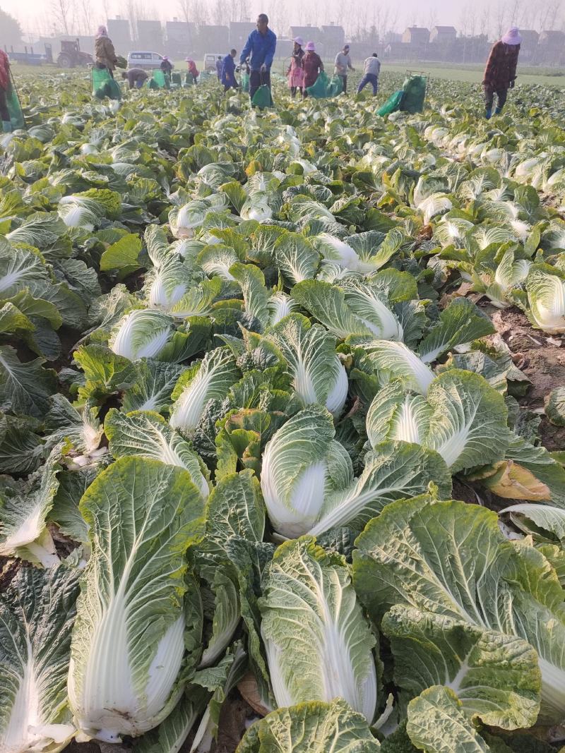 [热卖]湖北天门白菜黄心白菜产地直发专业代办