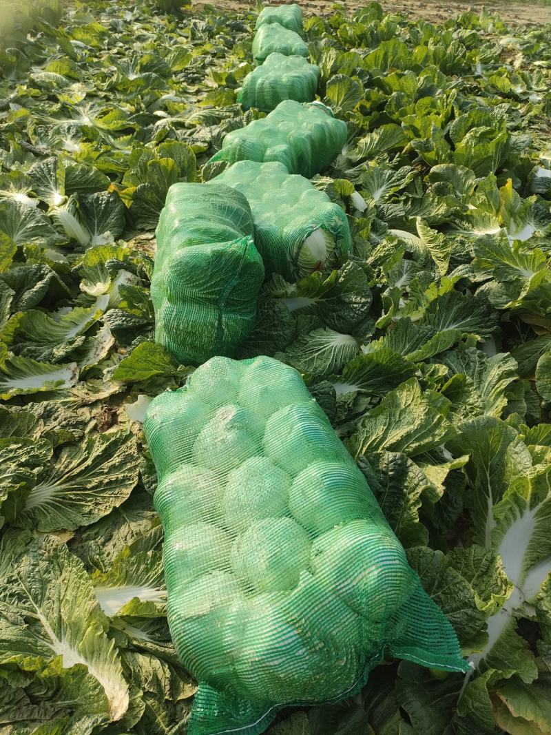 [热卖]湖北天门白菜黄心白菜产地直发专业代办