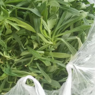 聊城精品面条菜，产地直发，保质保量，欢迎老板选购