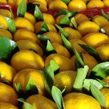 广西桂林南丰蜜橘口感清甜薄皮多汁对接各大市场电商