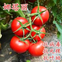 娜塔丽优质抗死棵抗叶斑大红西红柿种子番茄种子种籽