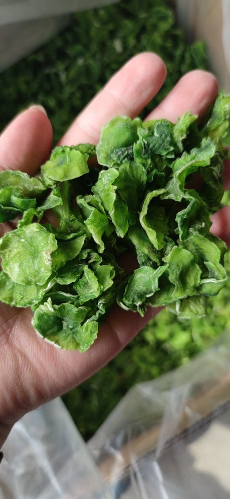 脱水莴笋片江苏基地直供质量保证一手货源欢迎订购
