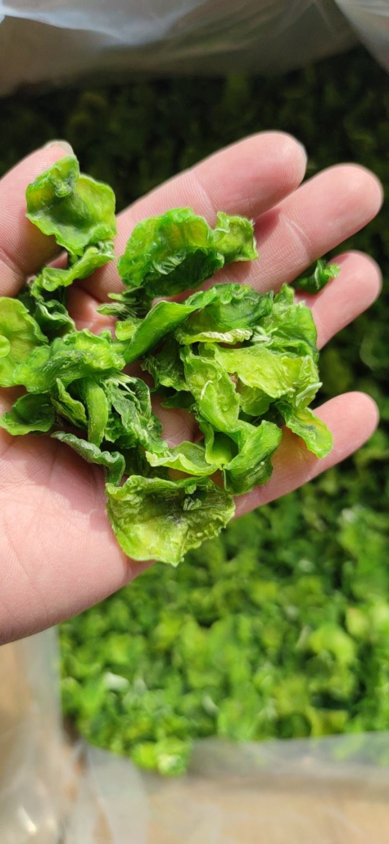 脱水莴笋片江苏基地直供质量保证一手货源欢迎订购