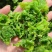 脱水莴笋片江苏基地直供质量保证一手货源欢迎订购