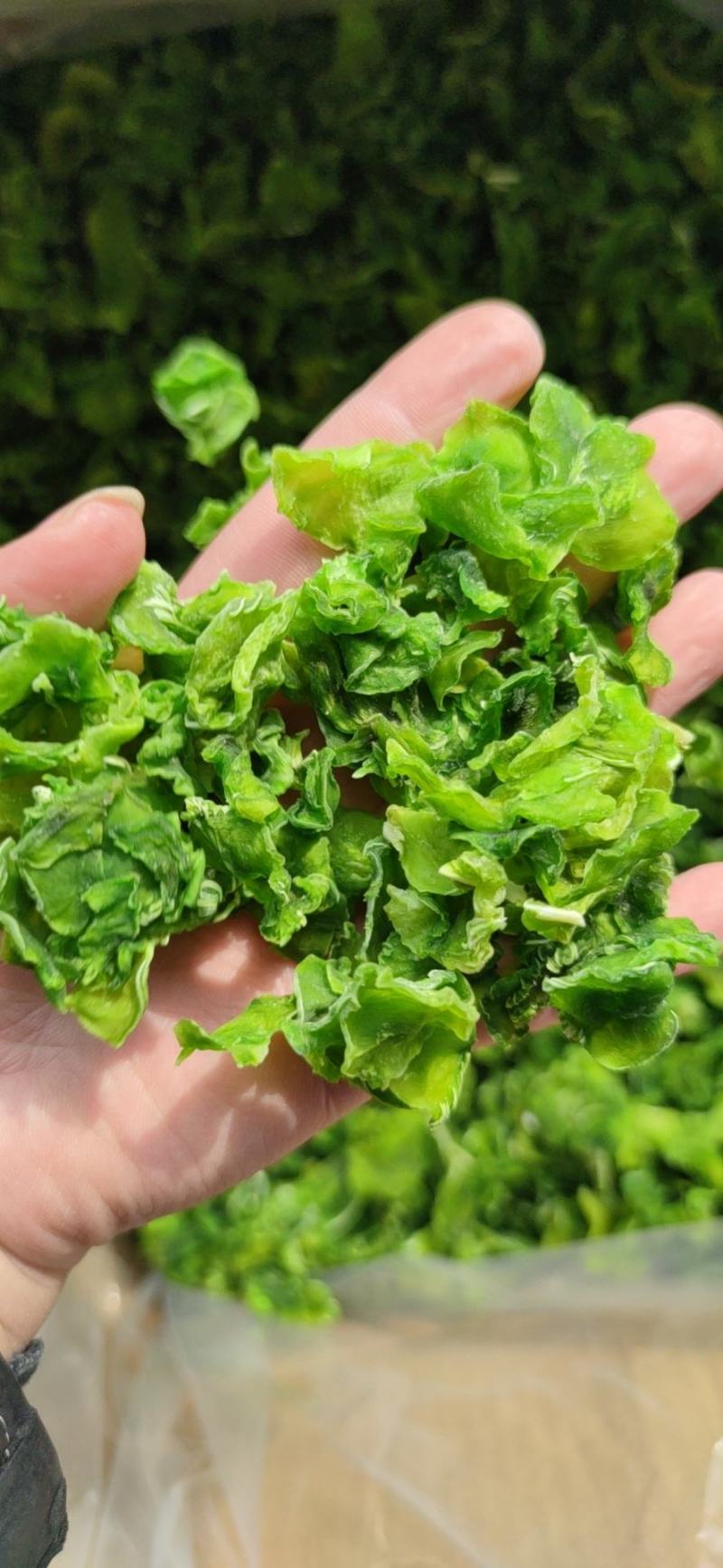脱水莴笋片江苏基地直供质量保证一手货源欢迎订购