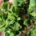 脱水莴笋片江苏基地直供质量保证一手货源欢迎订购