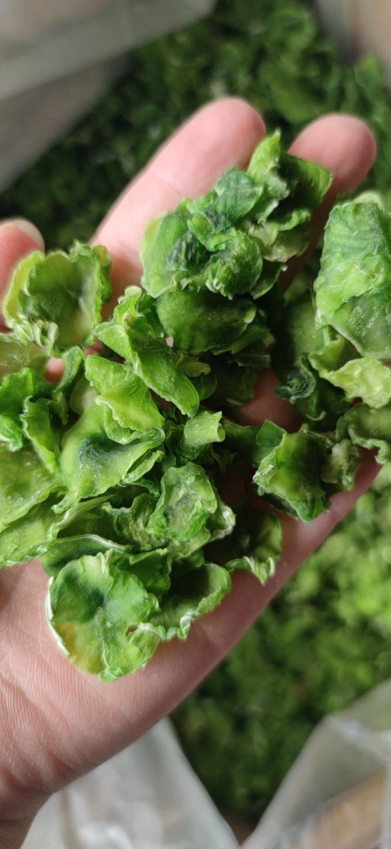 脱水莴笋片江苏基地直供质量保证一手货源欢迎订购