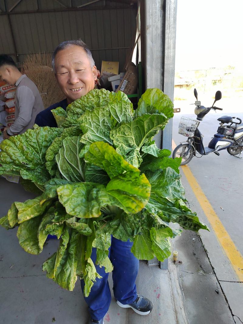 胶州大白菜（连续六年认证基地），黄心大白菜，全国供货。