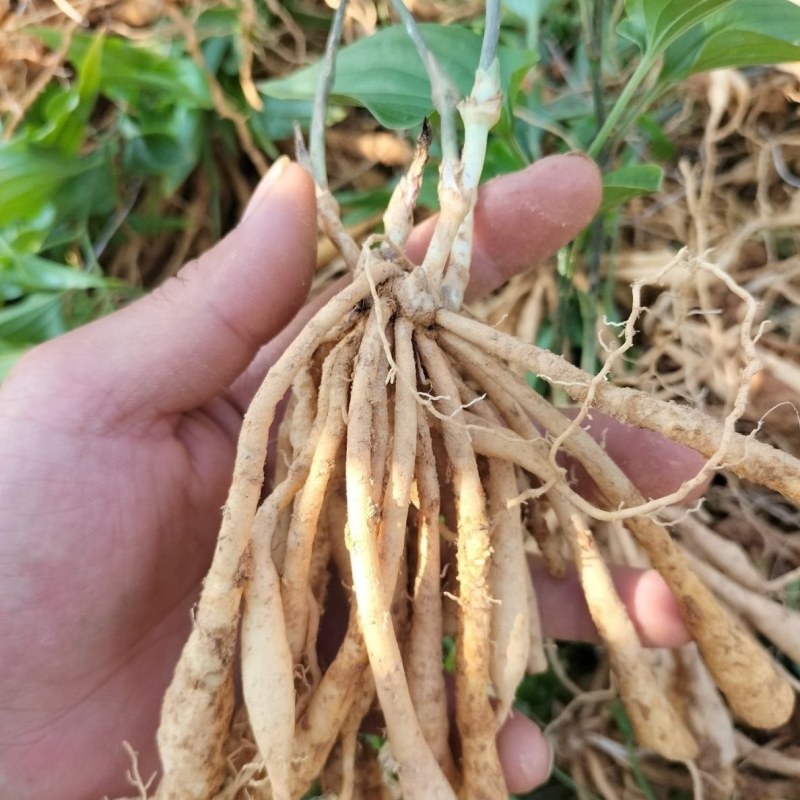 基地批发优质百部苗高产白花百部苗量大从优无中间商赚差价。