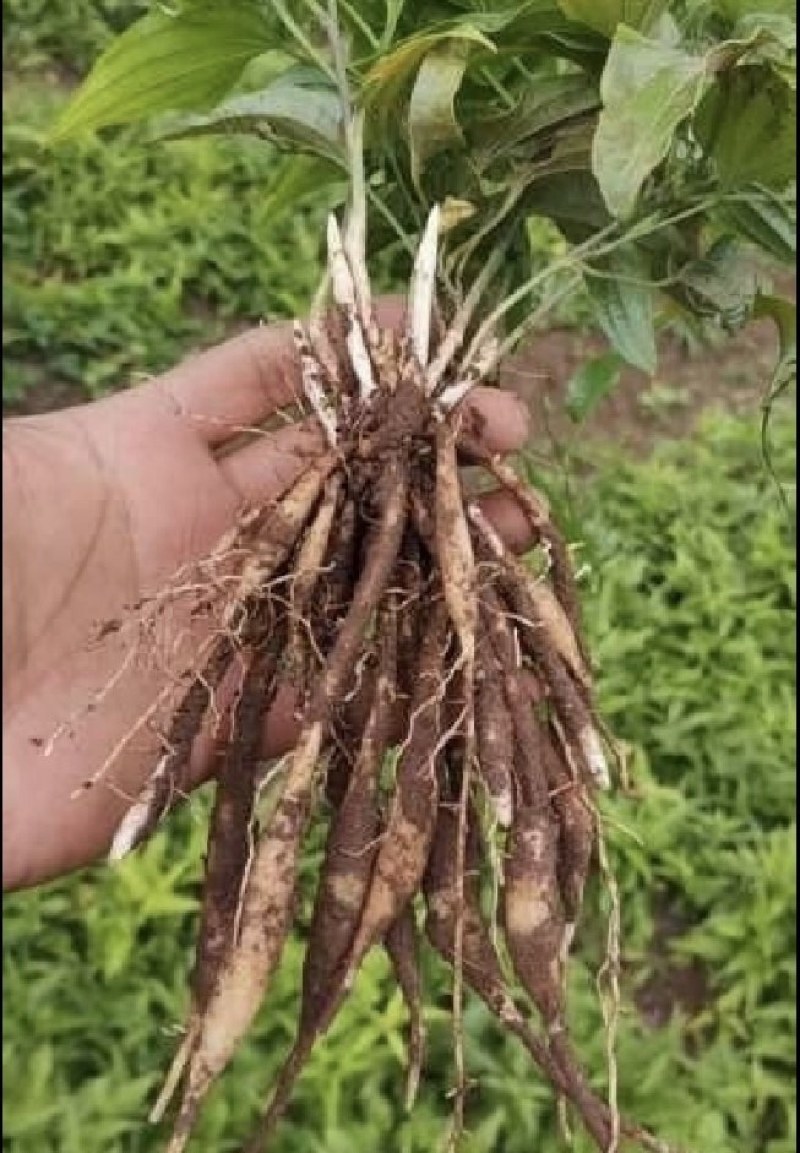 优质百部苗基地直发