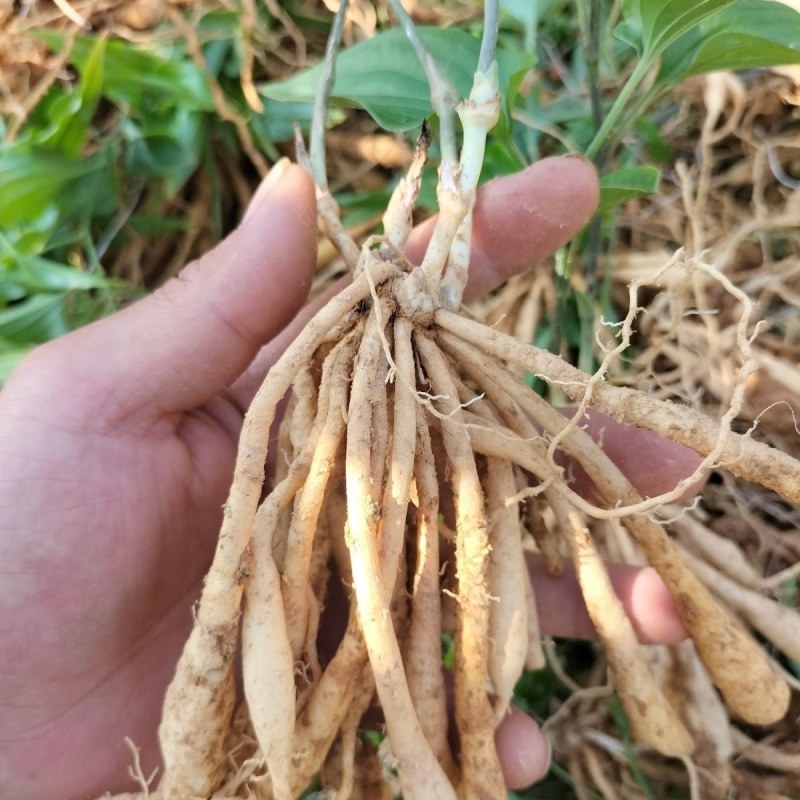 优质百部苗基地直发